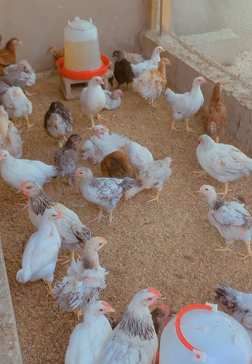 Jeunes poulets dans l'élevage Momo Global